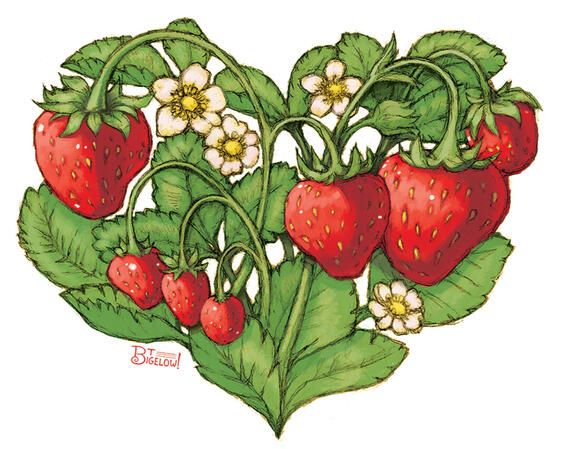 Strawberry heart sticker design. February 2026.